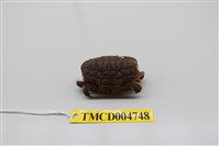 藏品(絨毛仿銀杏蟹)的圖片